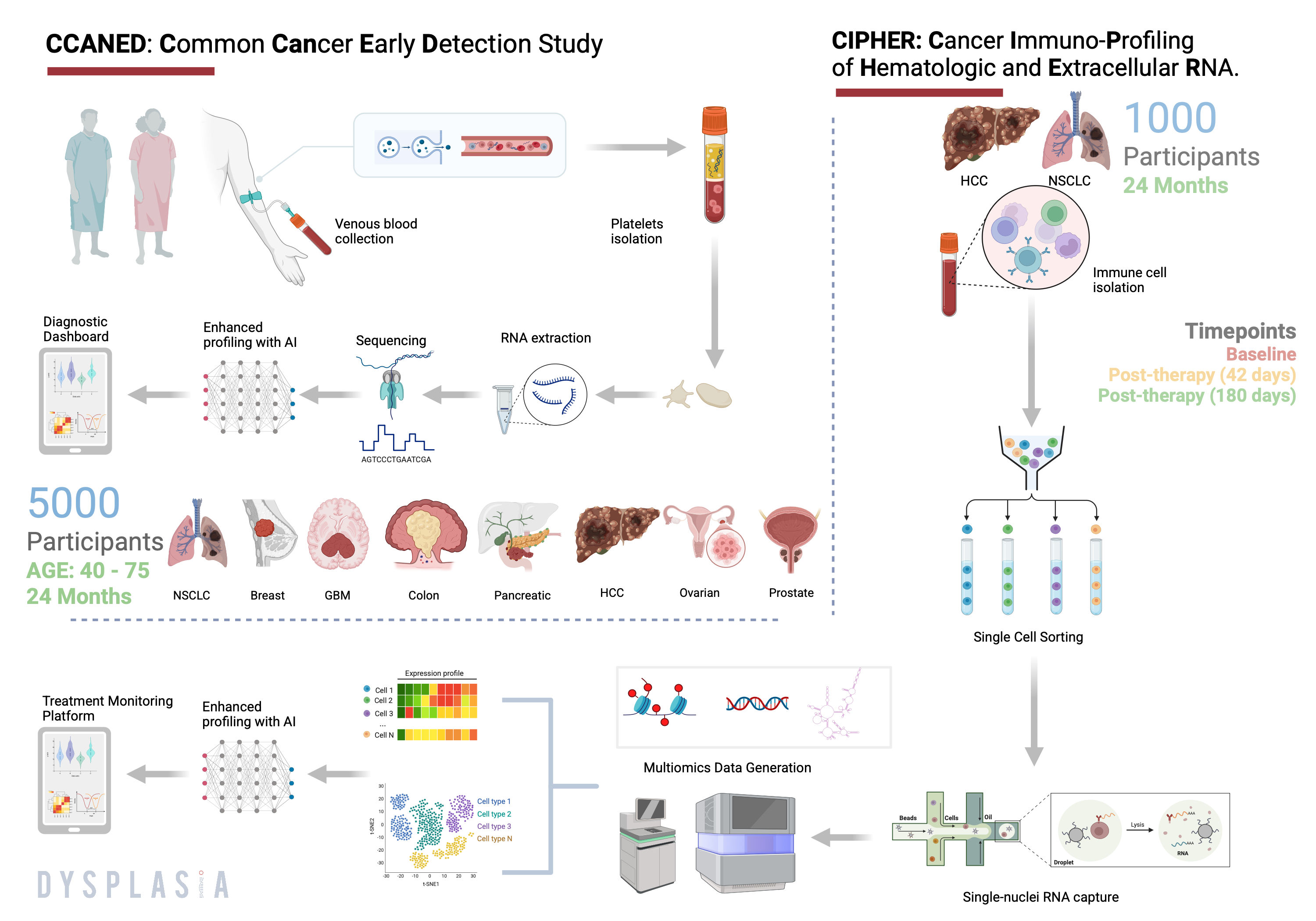 CCANED-CIPHER study design: venous blood collection, platelet and immune-cell RNA profiling, AI-enhanced analysis feeding the diagnostic and treatment-monitoring platforms, across 5,000 early-detection and 1,000 treatment-monitoring participants
